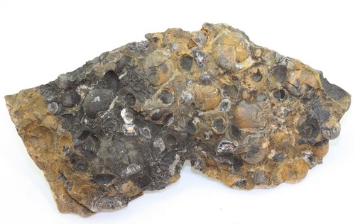 Goniatit, Staffites afrispinus, Dar Kaoua, Tafilalt,Marokko-L845 - Picture 2 of 4