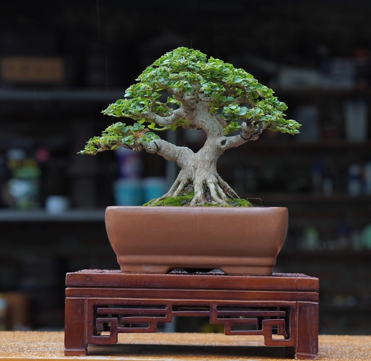 Actual plant Bonsai Premna Microphylla bonsai tree free phitosanitary