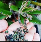 6" Seedling Mother Of Thousands Dinosaur Alligator Prehistoric Plant