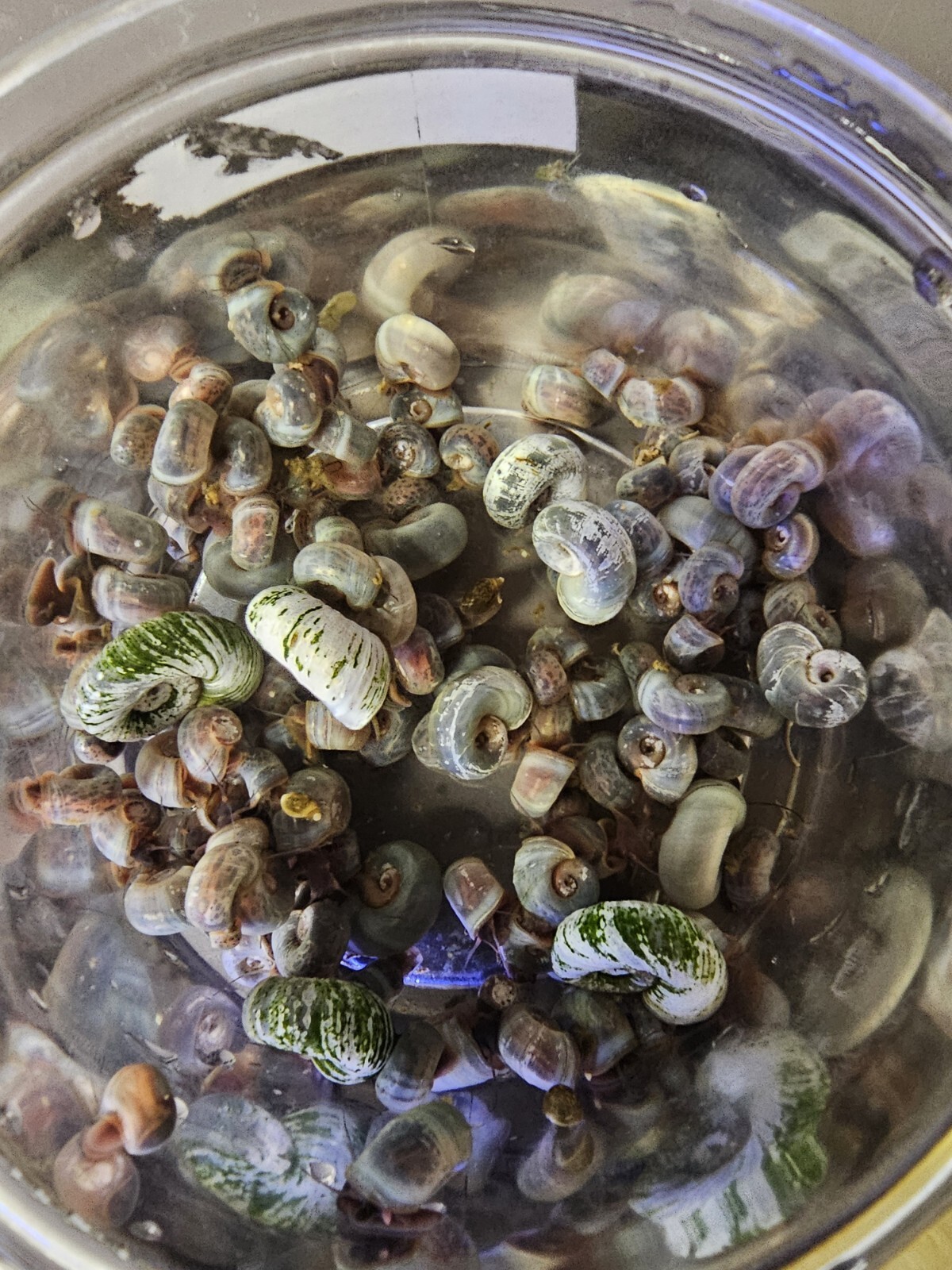 50 Ramshorn Snails Live Cleaner Feeder Pea Puffer Food Freshwater