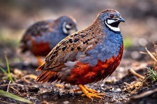 10 Button Quail Hatching Eggs Rare Exotic Colors, Chinese Painted Order Now