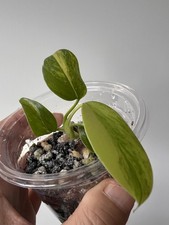 Monstera Aurea , HIGHLY VARIEGATED mini potted 