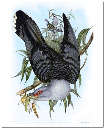 vintage john gould australian bird art canvas print~ cuckoo