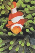 Clownfish in Sea Anemone 2024 New Image Card 4x6 15040.3