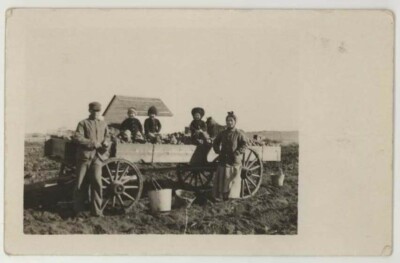 1910 Picking field stones or potatoes Gildford Montana Real Photo Postcard RPPC 