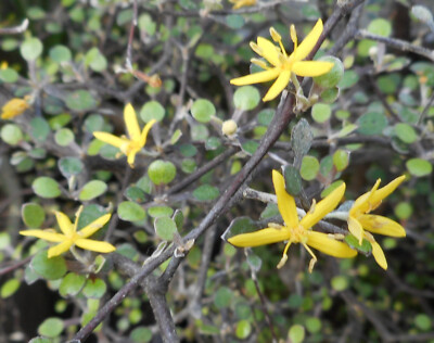 Corokia Cotoneaster - Wire Netting Shrub - Containers, bonsai or Landscape  | eBay