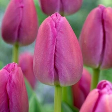 Garden State Bulb Darwin Hybrid Purple Pride Tulip Flower Bulbs, 12/+ cm, Fall