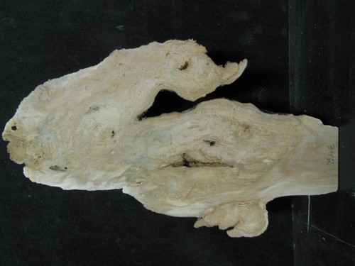 S=342 Black Cherry Burl Slab  _ 12"x7"x1" - Afbeelding 2 van 2