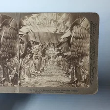 Hawaii America Stereoview C1900 Real Photo Agriculture Banana Plantation Farming