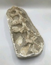 Authentic Mosasaur Neck Vertebrae Fossil Natural Matrix Morocco No Repair