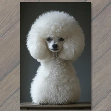 Art Print  Poodle White Gray Round  Fluffy Fur Detailed Portrait Cute Fun
