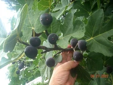 Fig tree cuttings Takoma violet 6 pieces set , delicious tasting,!
