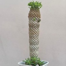  Multi teste rare Euphorbia bupleurifolia WYSIWYG coltivate a semi giardino boutique