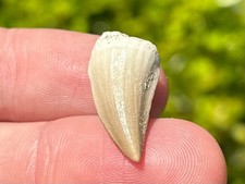 NICE Fossil Mosasaur Tooth Dinosaur Tooth Morocco Cretaceous Age Reptile