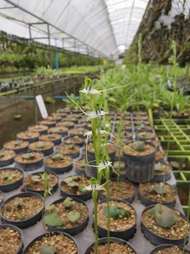 Bulb Habenaria Humistrata terrestrial orchid species + PHYTO certificate - Picture 4 of 4