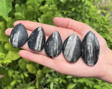 5 x Orthoceras Fossils, Fossilized Ancient Cephalopods (465+ Million Years Old)