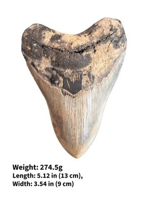 Authentischer Megalodon Haizahn Fossil - echter versteinerter Haizahn