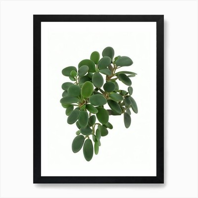 Jade Pflanze (Crassula Ovata) Waterco gerahmtes Wandbild Poster Leinwanddruck Bild