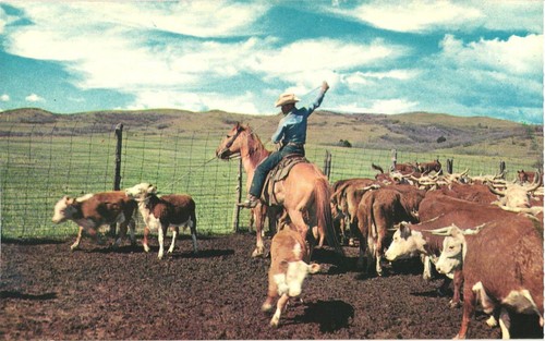 USA Roping Cowboy Roping a Cattle Cattle Farm Vintage Postcard | eBay