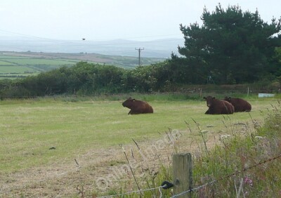 Photo 6x4 Cows at Trenowin Downs Georgia They are lying down.  It is now  c2011