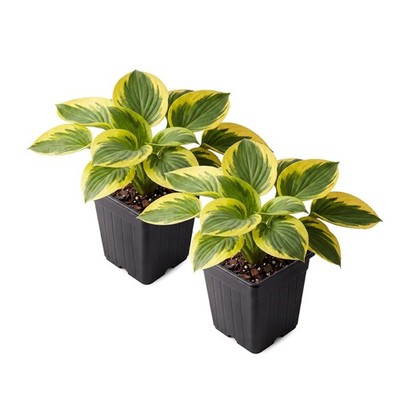 Hosta (2 Pack) - Bedazzled, Live Shade Perennial, 10'' Tall by 4'' Wide in 1 Qt...