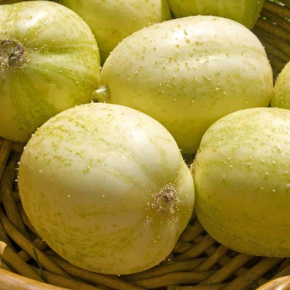 EXOTIC CUCUMBER PACKAGE - EBIDLE - SORTIMENT - 5 variety - 30+ seeds Samen V 120 - Image 4 of 4
