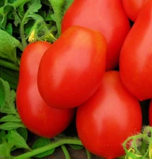 250 Roma VF Tomato Seeds for Planting Non GMO Heirloom Seeds Instant Latch Garde