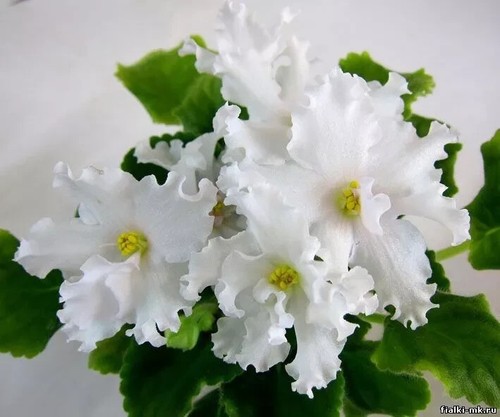 African Violet  " RM - Belyye Parusa "  2 Blätter Usambaraveilchen.