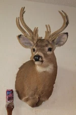 Whitetail Deer Head Shoulder Mount Taxidermy Cape Shed Antler Hunt Mule Rack