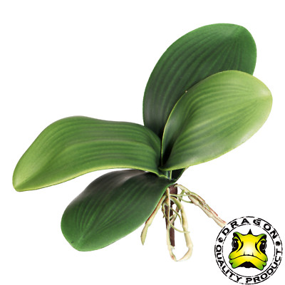 gėlė monstera Monstera adansonii 'Neon' main image 0