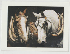 BABE & BEN Draft Pair Large Art Horse Postcard Walter Brown Artist