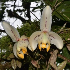 Coryanthes macratha x Stanhopea tricornis Fragrant Pendulous Orchid 4” RePot