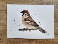 House Sparrow Original Watercolour Painting (Not a Print ) Measure 7x10 Inches