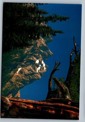 Postcard 1990s Grand Teton NP, WY Mountain Profile
