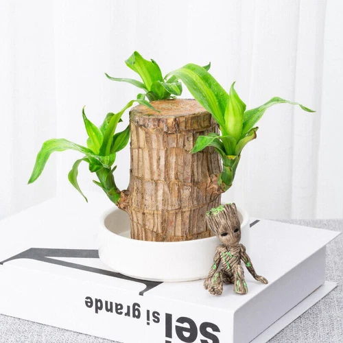Groot Green Plant Brazilian Wood Water Raise Lucky Wood Potted Small Tree Peo UK - Picture 8 of 19