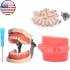 US Fit Kilgore Nissin 200/500 Type Dental Typodont Model with Removable Teeth