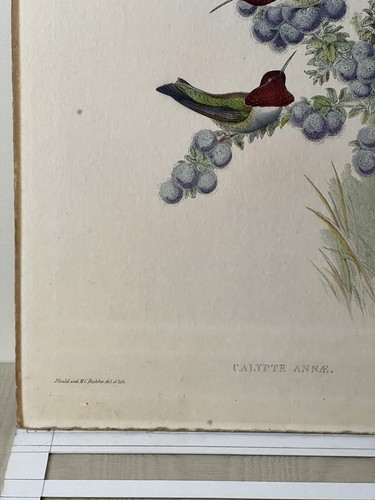 J. Gould and HC Richter, Hullmandel & Walton, Imp - Litho of CALYPTE ANNE - Picture 6 of 7