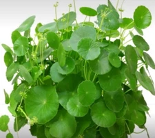 50++ Pennywort Herb Seeds (Centella asiatica) Organic Heirloom Gotu Kola Non-GMO