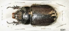 Dynastinae Oryctes rhinoceros MorF 35-40mm A1 from THAILAND - #0241 