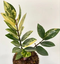 Zamioculcas Zamiifolia Variegated Beauty + Free Phytosanitary Certificate.  #NEW