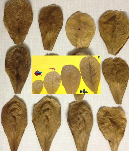 10 Sea Almond Tree Leaves 5cm - 9cm Nano Shrimp Catfish Fighting Fish Fast Shipping