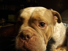 This Is Winston Hes Ready To Bread Do You Wan...