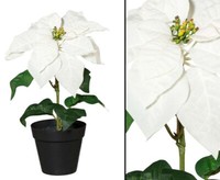 Abverkauf - Weihnachtsstern 35Cm Mit Creme Farbiger BlüTe Im Topf Von Ibizanos