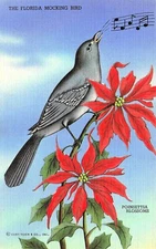 Christmas in Florida Mocking Bird Poinsettia Musical Notes Song Vtg Postcard G1