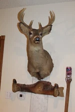 Whitetail Deer Head Shoulder Mount Taxidermy Cape Shed Antler Hunt Mule Hat Rack