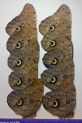 CALIGO EURILOCHUS A1 OWL BUTTERFLY  WINGS CLOSED LOT OF 5 SATIPO-PERU 