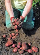 ***BIO-KARTOFFELN, LINDA, LAURA UND MEHR, BIOHOF KLÜMPER, BIOLAND***