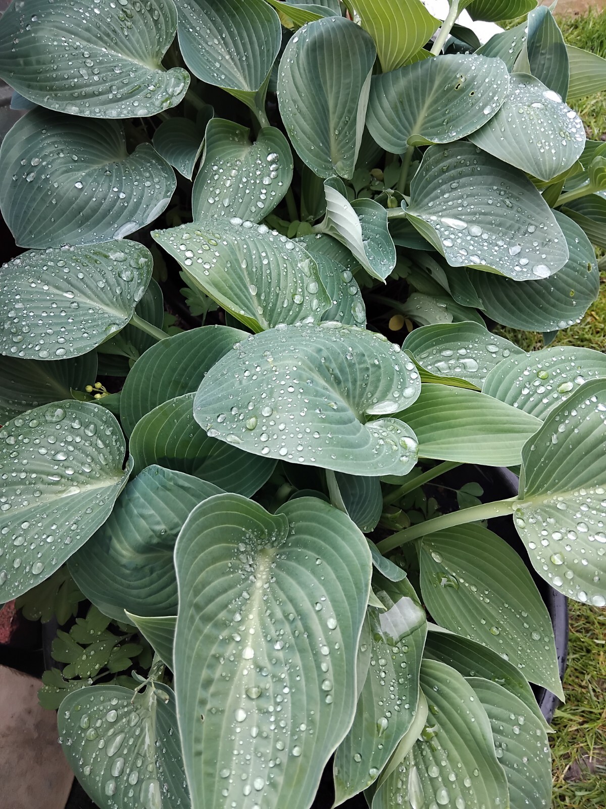 3 x Hosta Funkie "Sun Power, Fan Dance, Blaublatt" winterhart Staude