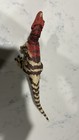 Mattel Jurassic Park Hammond Collection Ceratosaurus Jurassic World 194735040049