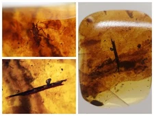 100 MILL. YEARS OLD BURMITE AMBER WITH 2 INSECTS & PLANT PARTS (ABR14/57)